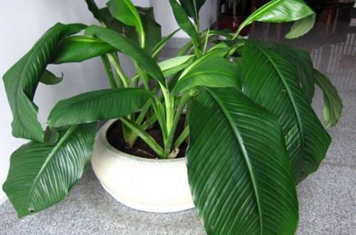 1491799861140296.jpg 绿巨人叶子下垂了怎么恢复