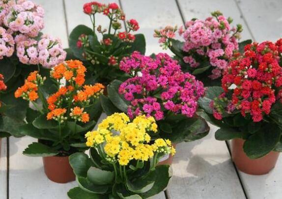 花友谈长寿花的养殖经验