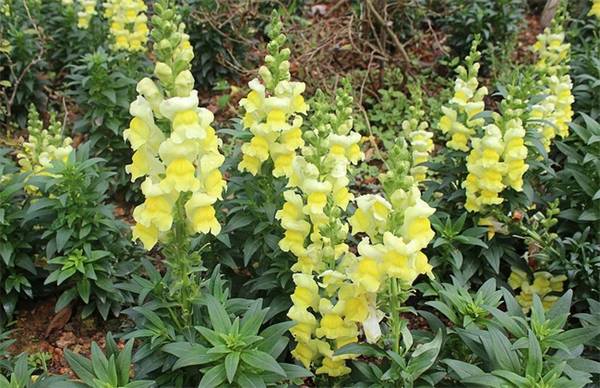 金鱼草怎么养开花