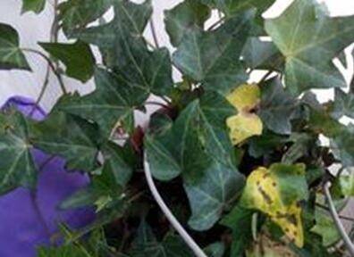 常春藤四季常青养护诀窍