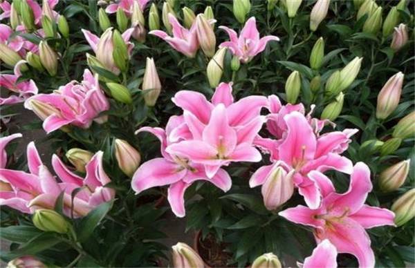 香水百合好养活吗 养殖方法学一下