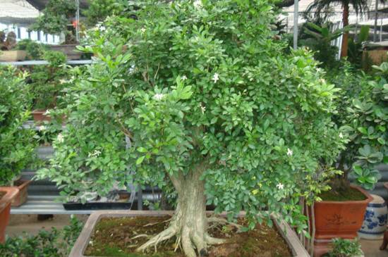 九里香盆景的养殖方法和注意事项