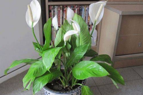 1474334282823628.jpg 白掌花的室内养护方法