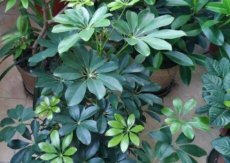 什么是盲枝?鸭脚木有盲枝吗?