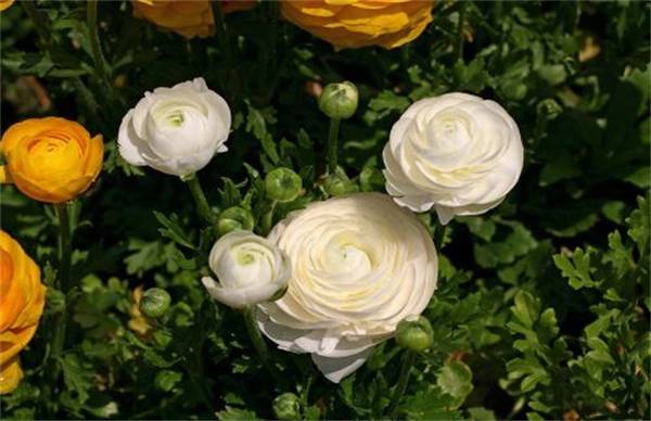 花毛莨开花又多又大的养殖方法