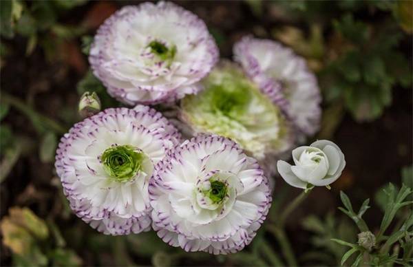 花毛莨开花又多又大的养殖方法