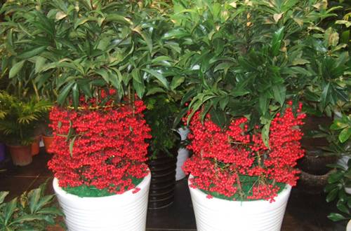 1562576544103960.jpg 腰缠万贯花夏天怎么养护长得好