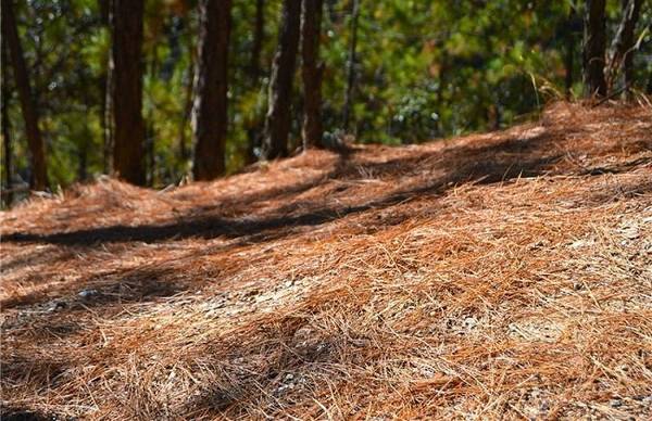 盆栽绿植表面上铺什么生长旺盛