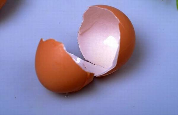 盆栽绿植表面上铺什么生长旺盛