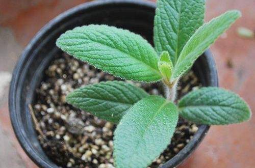 1563802274796475.jpg 白香岩的养殖方法和注意事项