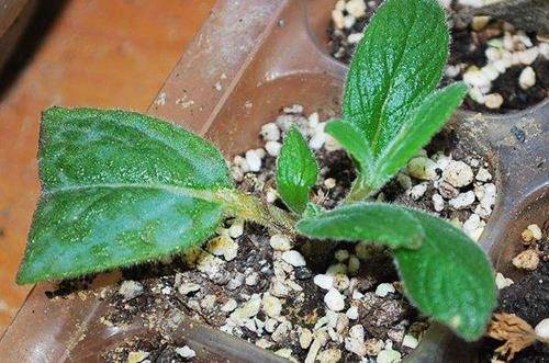 1563802294311593.jpg 白香岩的养殖方法和注意事项