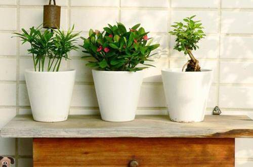 1551145293657654.jpg 夏季花卉植物防暑降温养护方法