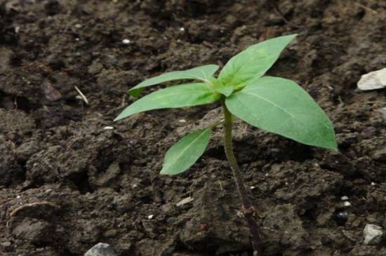 太阳花发芽老是死苗的原因