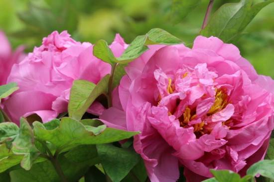 花卉换盆后花都蔫了怎么养护