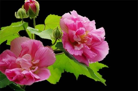 木芙蓉的养殖方法和注意事项