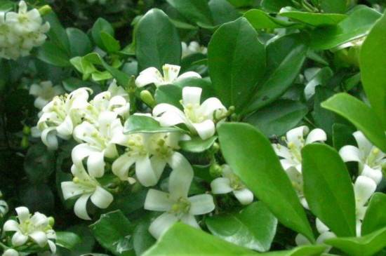 千里香怎么养,千里香的养殖技巧