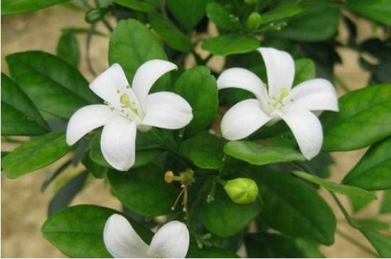 千里香怎么养,千里香的养殖技巧