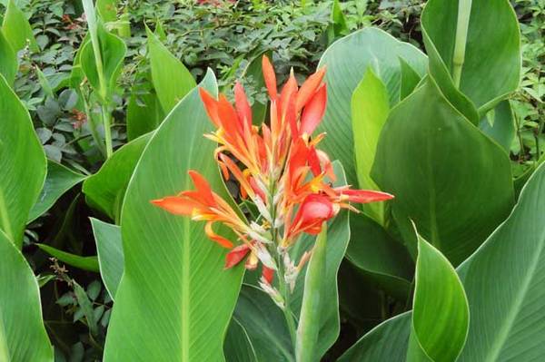 盆栽美人蕉养殖方法