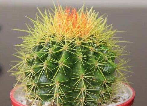 仙人球可以直接晒太阳吗