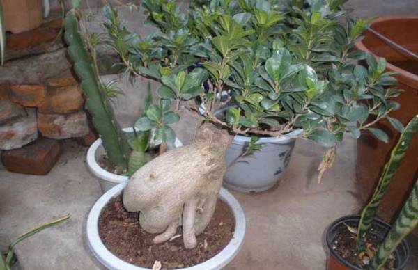 盆栽人参榕怎么养 方法和注意事项