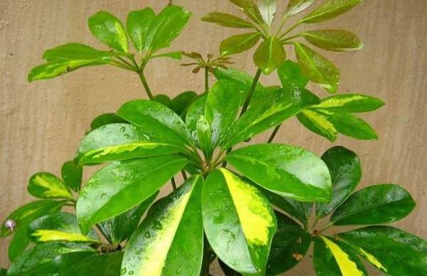 盆栽鹅掌柴怎么养 鹅掌柴的养殖方法