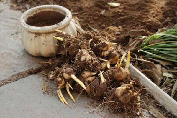 洋水仙的养殖方法