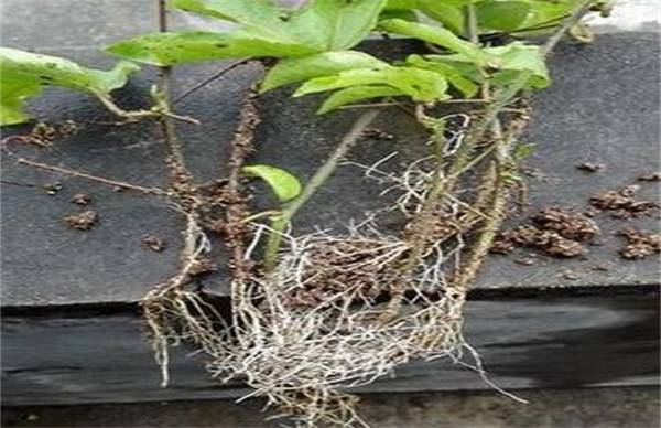 百香果怎么种 超简单的扦插方法分享