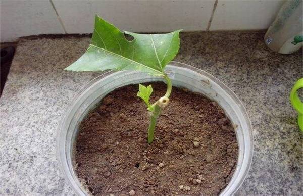 百香果怎么种 超简单的扦插方法分享