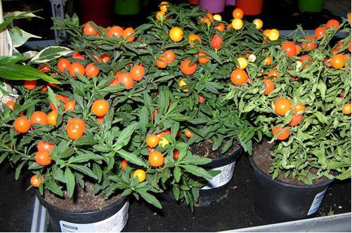 1468165933266840.jpg 家庭阳台怎么种植小西红柿方法介绍