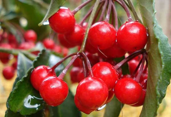 樱桃什么时候成熟 樱桃上市时间