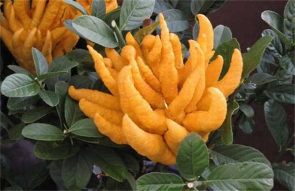 佛手盆栽养殖方法