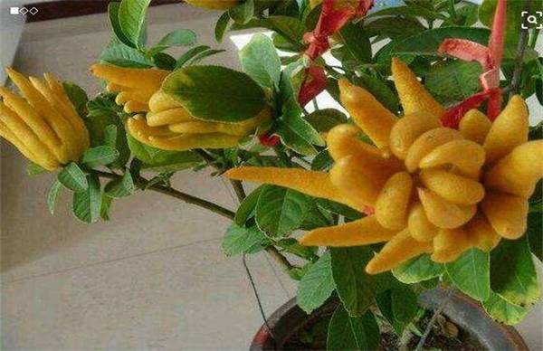 佛手盆栽养殖方法