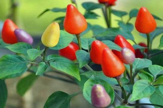 五彩椒怎么扦插繁殖