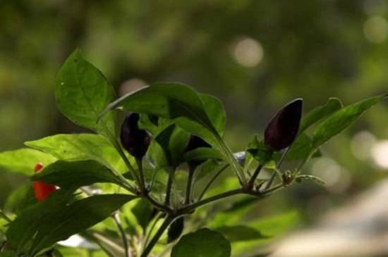 五彩椒怎么扦插繁殖