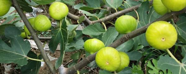 无花果真的不开花就能结果吗