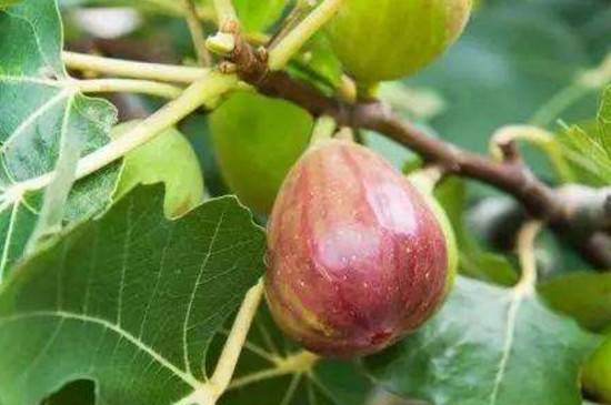 无花果真的不开花就能结果吗