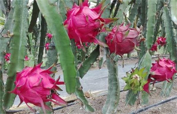 夏季火龙果落花落果防治方法
