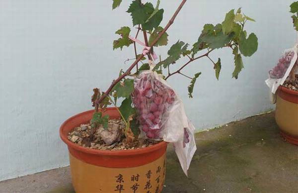 盆栽葡萄怎么种