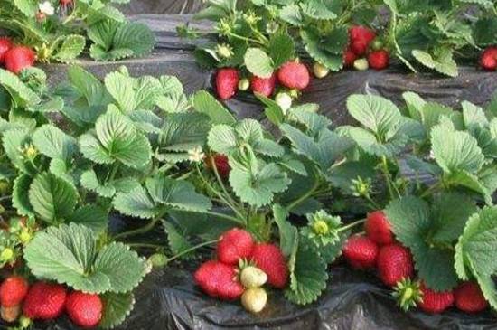 草莓光长藤蔓不开花的解决办法