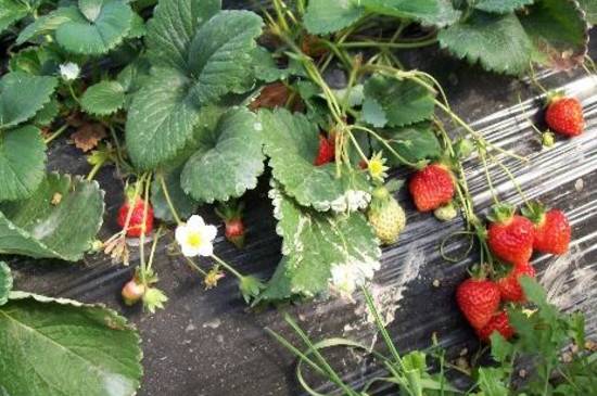 草莓光长藤蔓不开花的解决办法