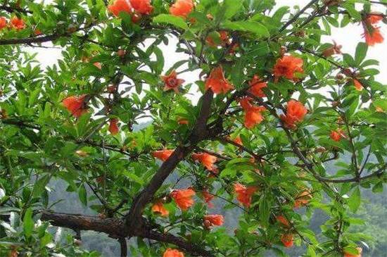 石榴树怎么剪枝 石榴树的修剪方法