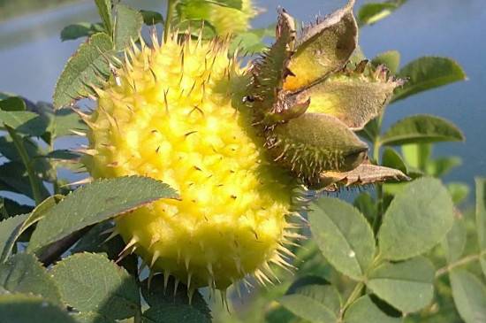 金樱子、刺梨子、刺梨的区别