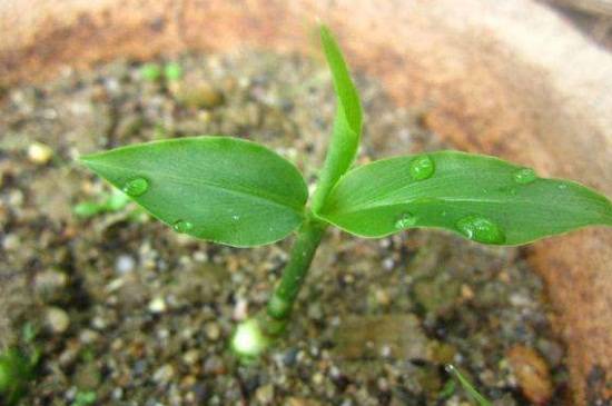 种植生姜盆景的栽培养护