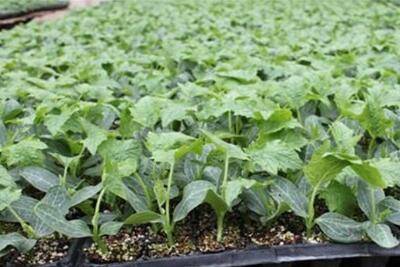 教你阳台种丝瓜方法