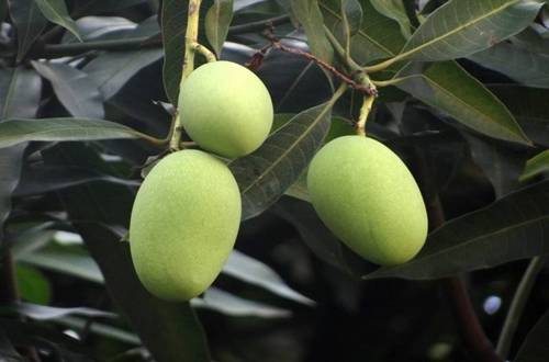 1557833077755250.jpg 芒果盆栽几年会结果养殖要注意什么