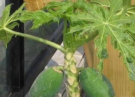 盆栽木瓜怎么养多久能结果