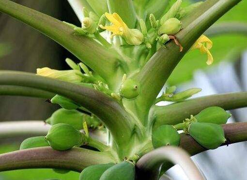 盆栽木瓜怎么养多久能结果