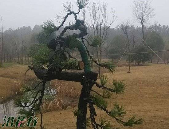 松树盆景怎么拿弯?松树拿弯注意事项和要求