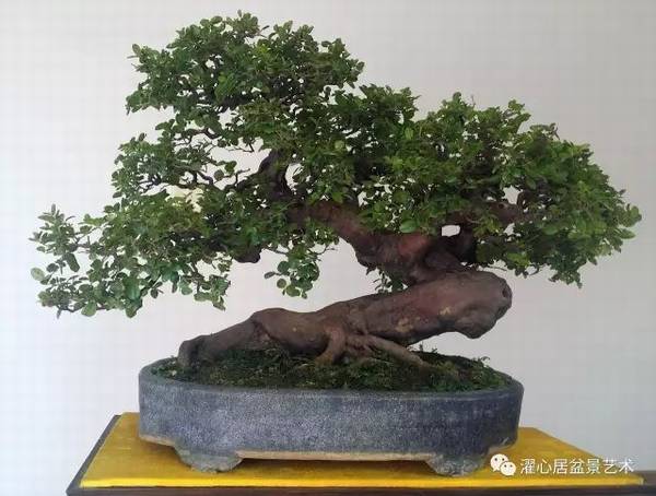 盆景脱衣换锦是什么意思?盆景制作手法解读