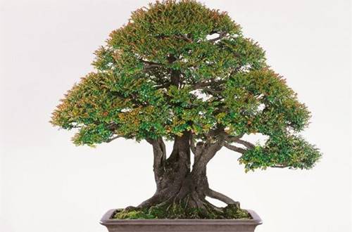 1516613072219376.jpg 小叶紫檀盆景冬天怎么养?几点养护技巧须知